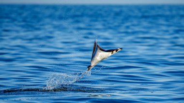 Mobula ray sudan atlama