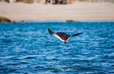 Mobula ray sudan atlama