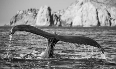 kambur balina kuyruğu