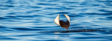 Mobula ray sudan atlama
