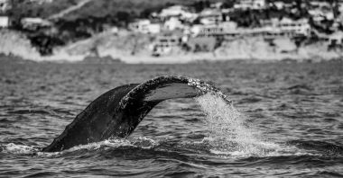 kambur balina kuyruğu