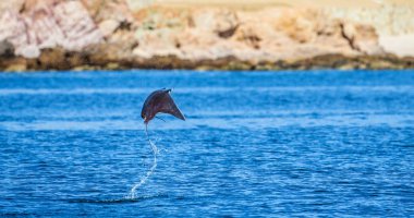 Mobula ray sudan atlama