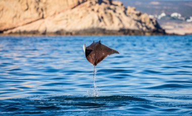 Mobula ray sudan atlama