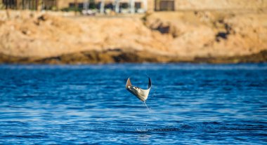 Mobula ray sudan atlama