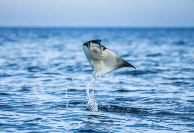 Mobula ray sudan atlama