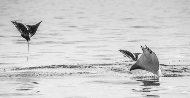 Sudan atlama Mobula ışınları