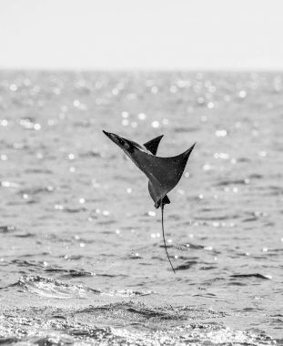 Mobula ray sudan atlama