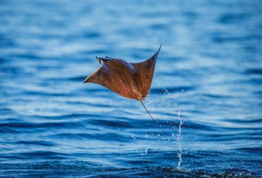 Mobula ray sudan atlama