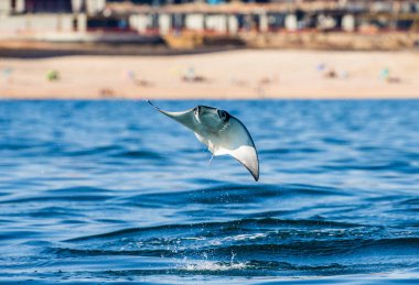Mobula ray sudan atlama
