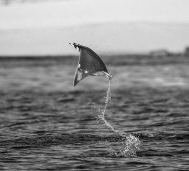 Mobula ray sudan atlama
