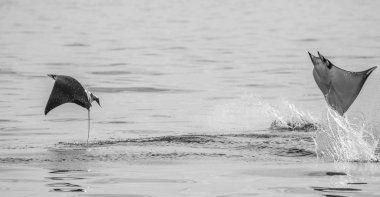 Sudan atlama Mobula ışınları