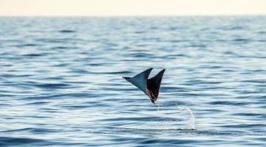 Mobula ray sudan atlama
