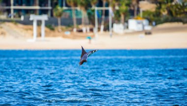 Mobula ray sudan atlama