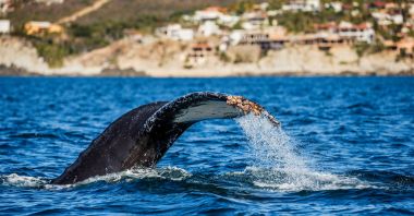 kambur balina kuyruğu