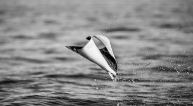 Mobula ray sudan atlama