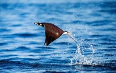 Mobula ray sudan atlama