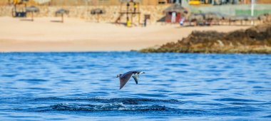 Mobula ray sudan atlama