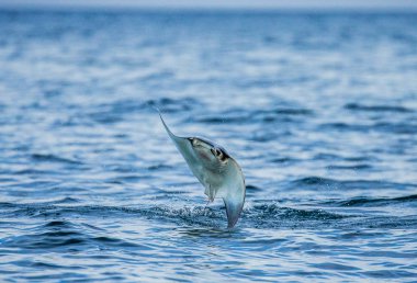 Mobula ray sudan atlama
