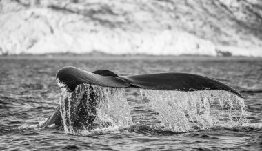 kambur balina kuyruğu