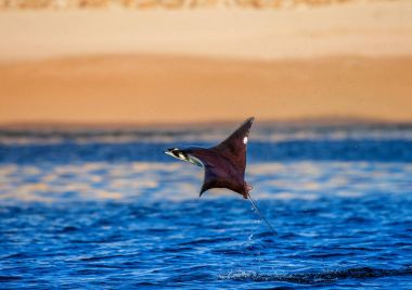 Mobula ray sudan atlama