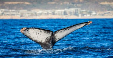 kambur balina kuyruğu