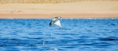 Mobula ray sudan atlama