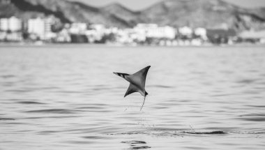 Mobula ray sudan atlama