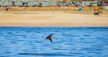 Mobula ray sudan atlama