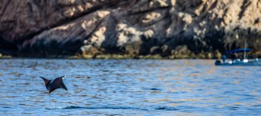 Mobula ray sudan atlama