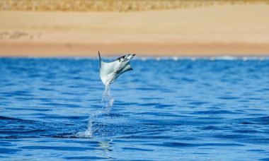 Mobula ray sudan atlama