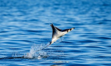 Mobula ray sudan atlama