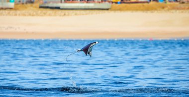 Mobula ray sudan atlama