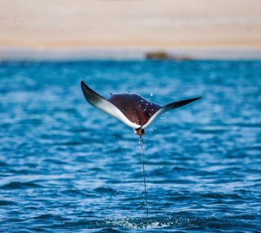 Mobula ray sudan atlama