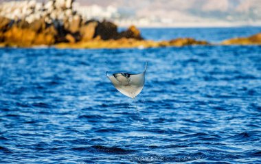 Mobula ray sudan atlama