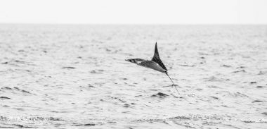 Mobula ray sudan atlama