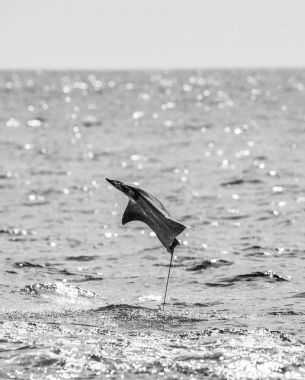 Mobula ray sudan atlama