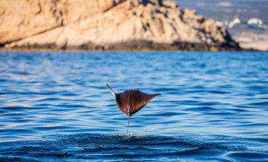 Mobula ray sudan atlama