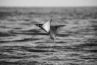 Mobula ray sudan atlama