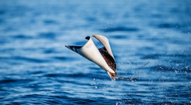 Mobula ray sudan atlama