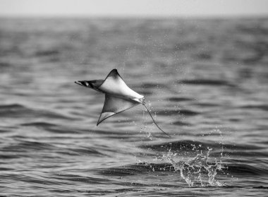Mobula ray sudan atlama