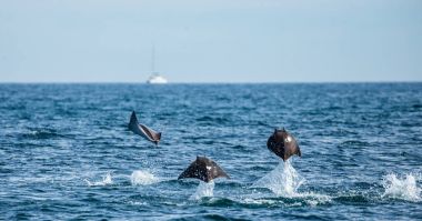 Sudan atlama Mobula ışınları