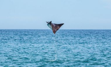 Mobula ray sudan atlama