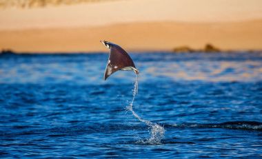 Mobula ray sudan atlama