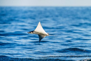 Mobula ray sudan atlama