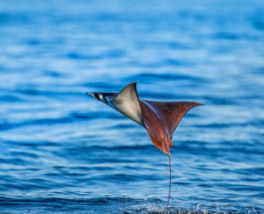 Mobula ray sudan atlama