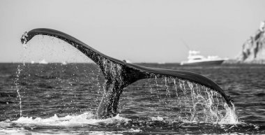 kambur balina kuyruğu