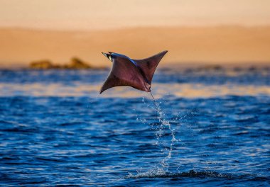Mobula ray sudan atlama