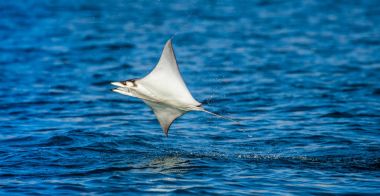 Mobula ray sudan atlama