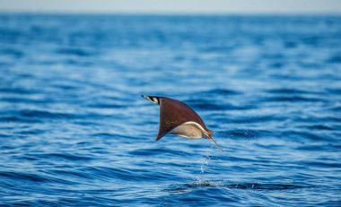 Mobula ray sudan atlama