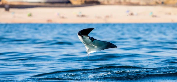 Mobula ray sudan atlama
